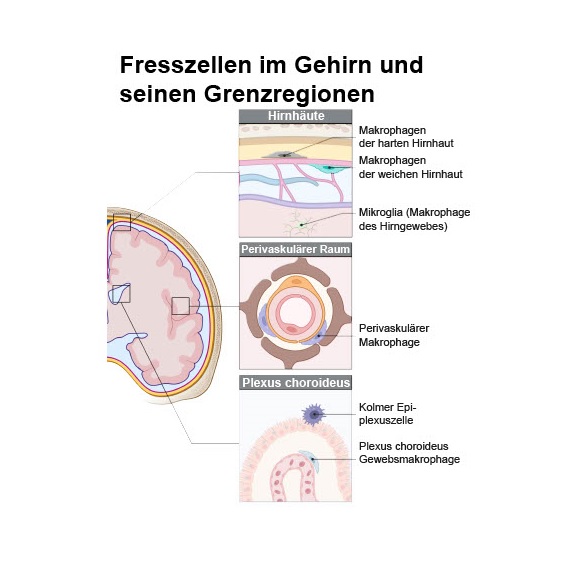 Fresszelle im Gehirn und seinen Grenzregionen