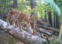 Luchs im Wald