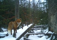 Rotfuchs im Schnee