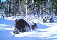 Wildschweine im Schnee