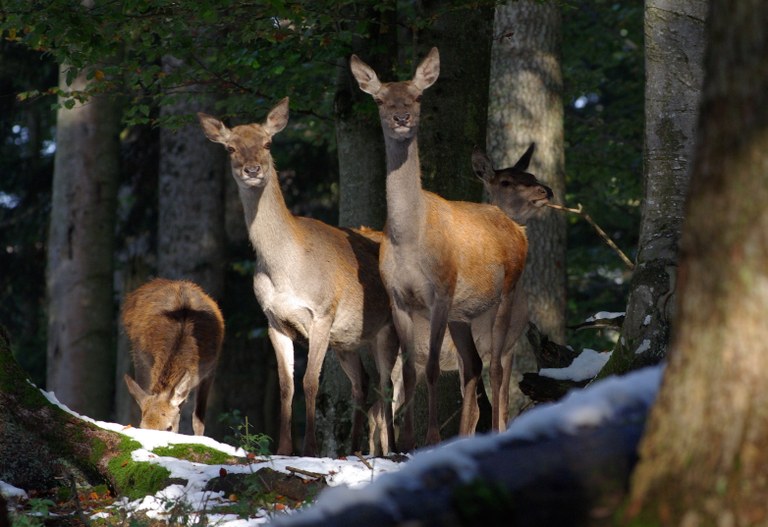 Rothirschrudel (Foto: Rainer Simonis)