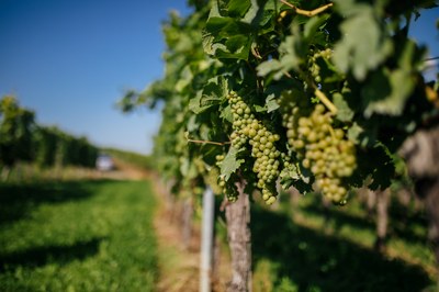 Weinreben. Foto: Sandra Meyndt