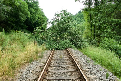 Wälder besser gegen starken Sturm schützen