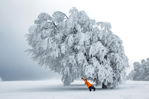 Der mit dem Baum tanzt