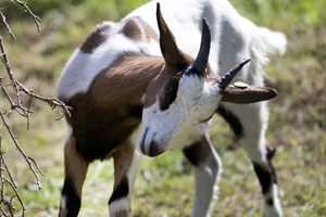 Tierische Landschaftspfleger