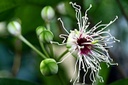 100 Jahre Botanischer Garten in Herdern