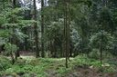 Der Wald der Zukunft