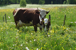 Ein Blick hinter die Kulissen des ökologischen Landbaus 