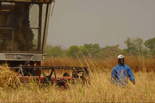 Entwicklungszusammenarbeit und Landwirtschaft in Ghana