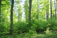 Forstwissenschaftler treffen Waldbesitzer